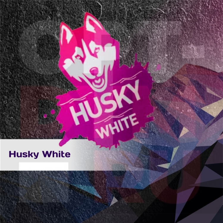 Husky White